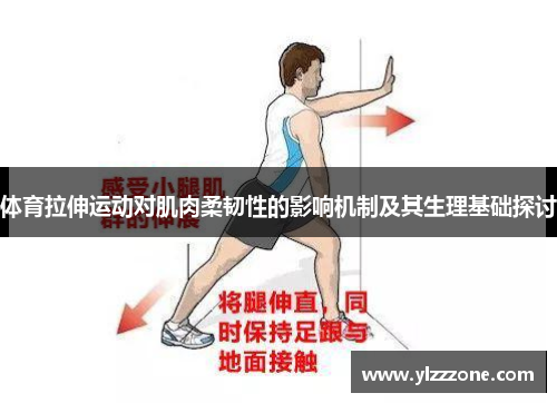 体育拉伸运动对肌肉柔韧性的影响机制及其生理基础探讨